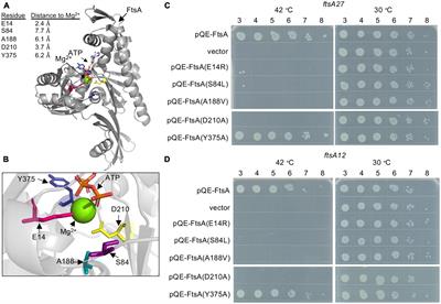 Nucleotide-dependent activities of FtsA regulate the early establishment of a functional divisome during the Escherichia coli cell cycle